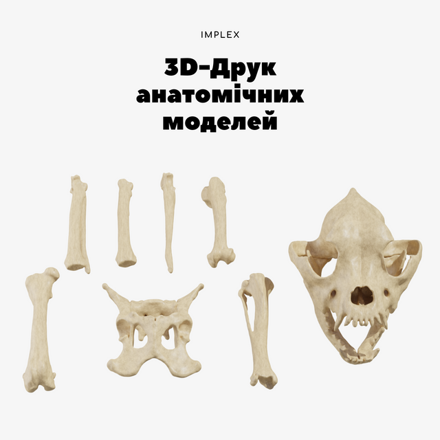 Anatomical models