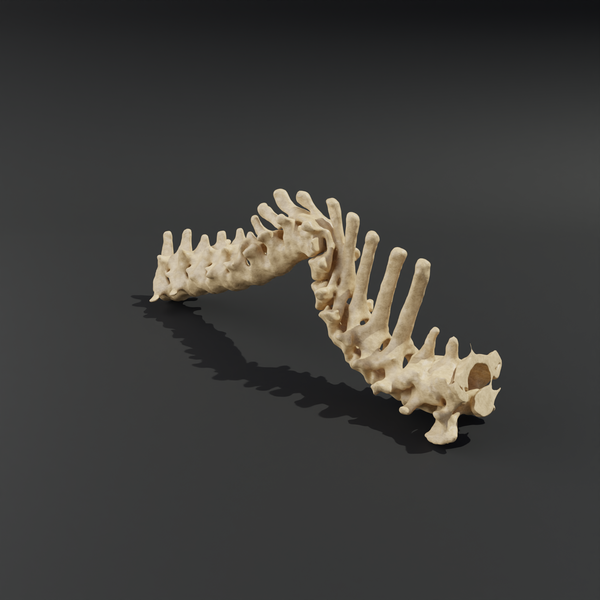 Розбірна модель - Хребет французького бульдога з дегенеративними змінами ams-1 фото